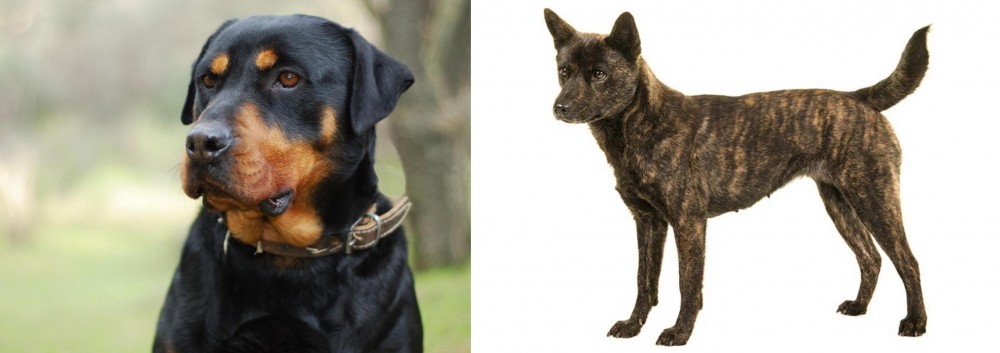 Kai Ken vs Rottweiler - Breed Comparison