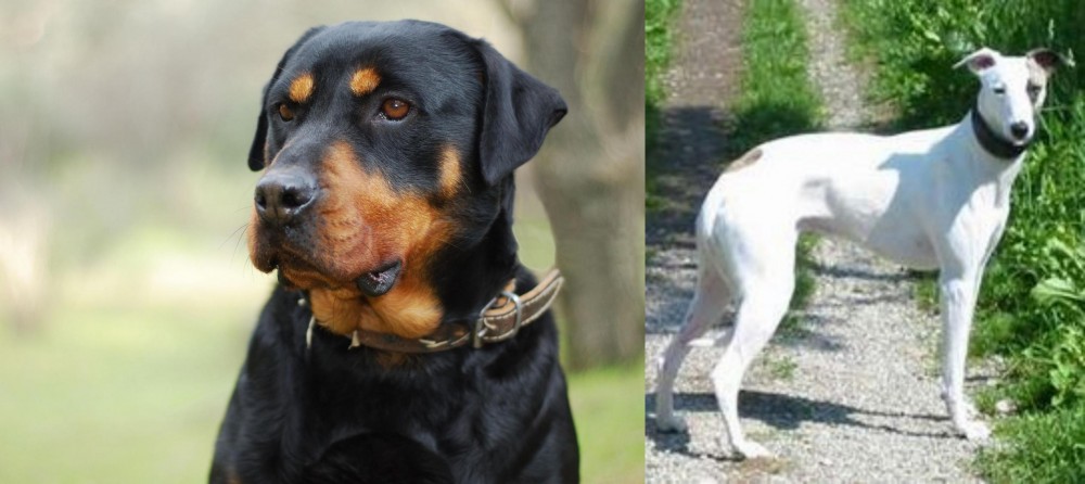 Kaikadi vs Rottweiler - Breed Comparison