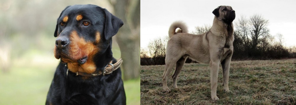 Kangal Dog vs Rottweiler - Breed Comparison