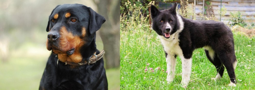 Karelian Bear Dog vs Rottweiler - Breed Comparison