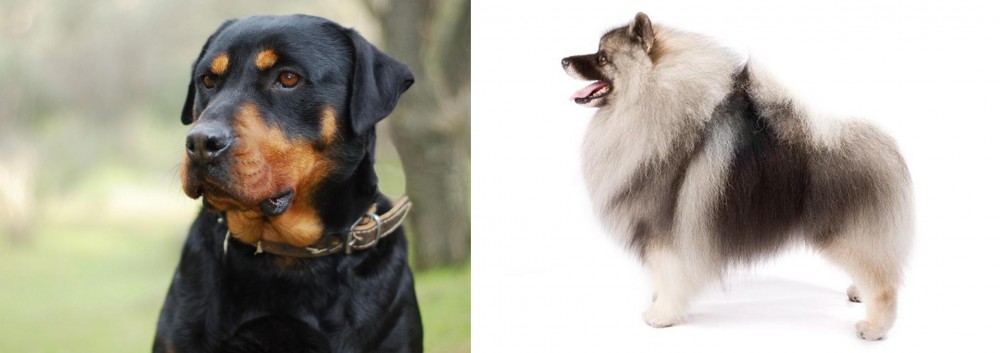 Keeshond vs Rottweiler - Breed Comparison