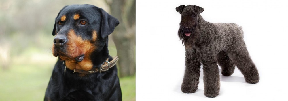 Kerry Blue Terrier vs Rottweiler - Breed Comparison