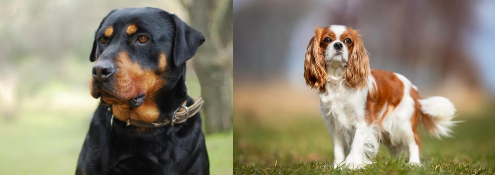 King Charles Spaniel vs Rottweiler - Breed Comparison
