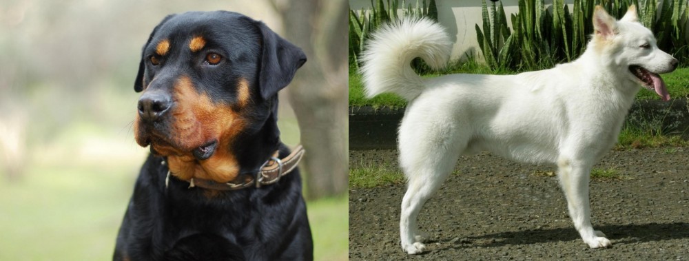 Kintamani vs Rottweiler - Breed Comparison
