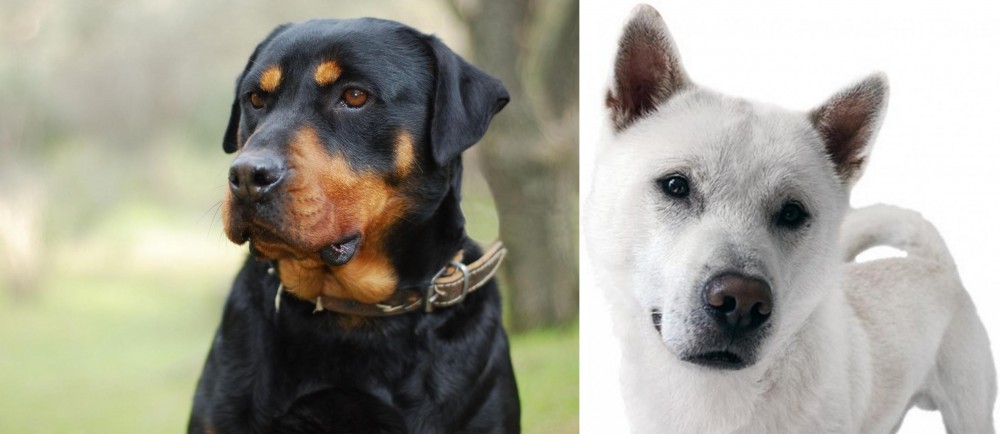 Kishu vs Rottweiler - Breed Comparison