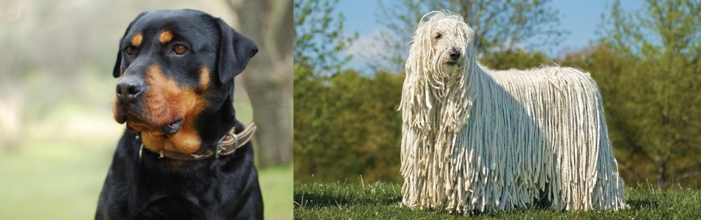 Komondor vs Rottweiler - Breed Comparison