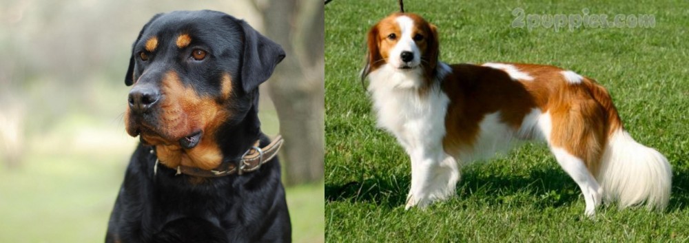 Kooikerhondje vs Rottweiler - Breed Comparison