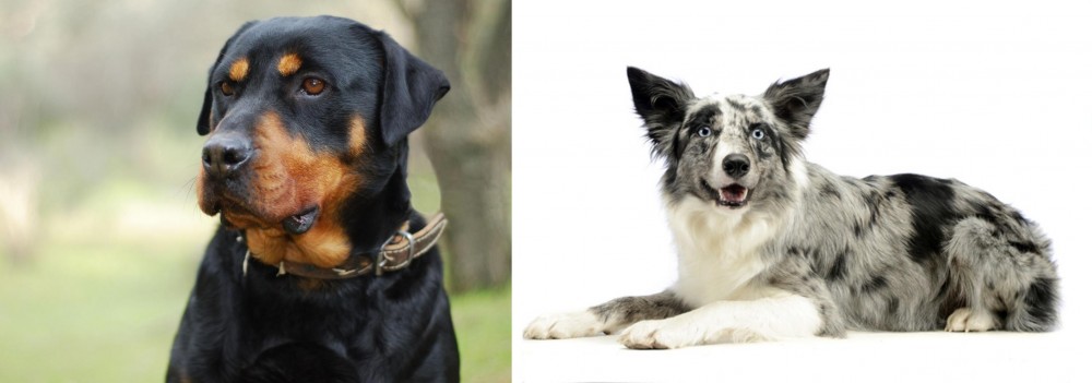 Koolie vs Rottweiler - Breed Comparison