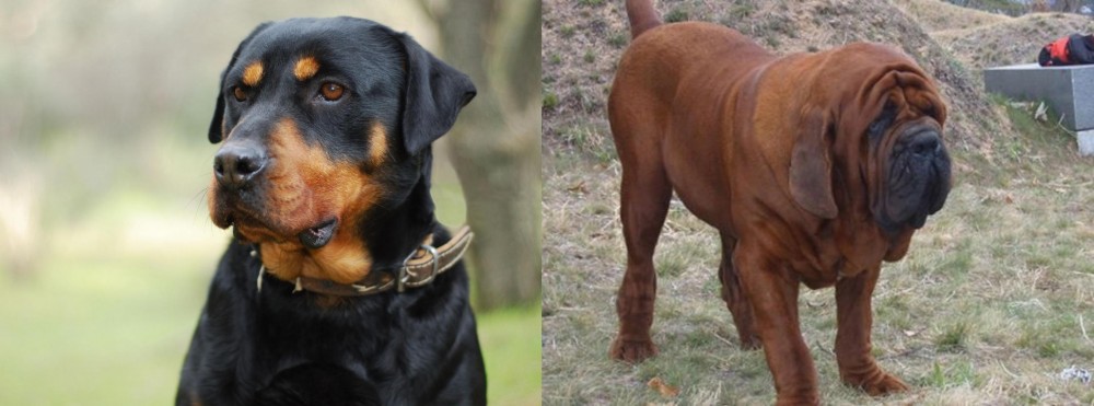 Korean Mastiff vs Rottweiler - Breed Comparison