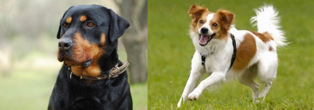 Kromfohrlander vs Rottweiler - Breed Comparison