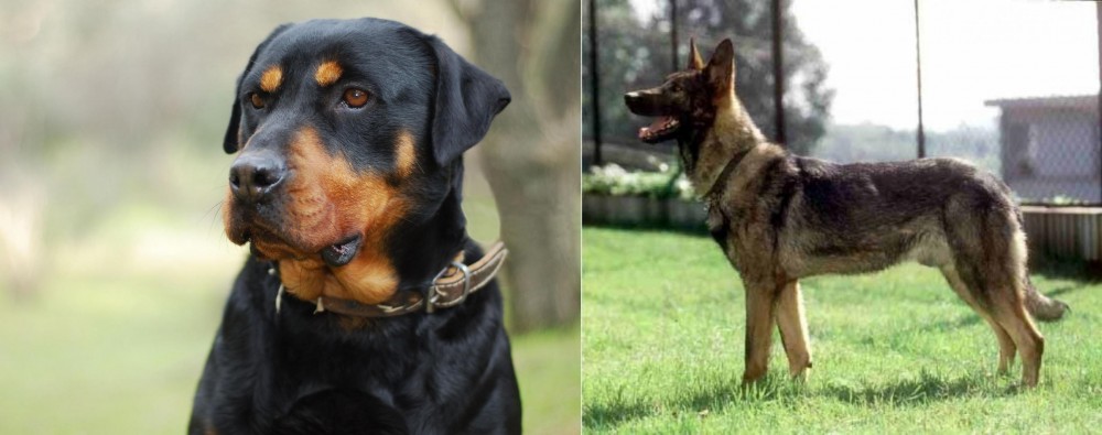 Kunming Dog vs Rottweiler - Breed Comparison