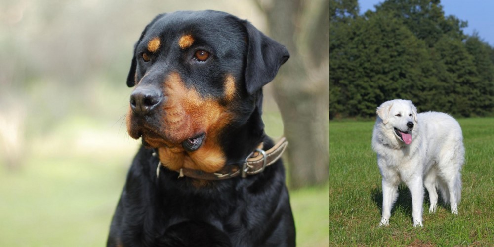 Kuvasz vs Rottweiler - Breed Comparison