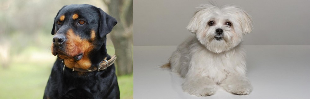 Kyi-Leo vs Rottweiler - Breed Comparison