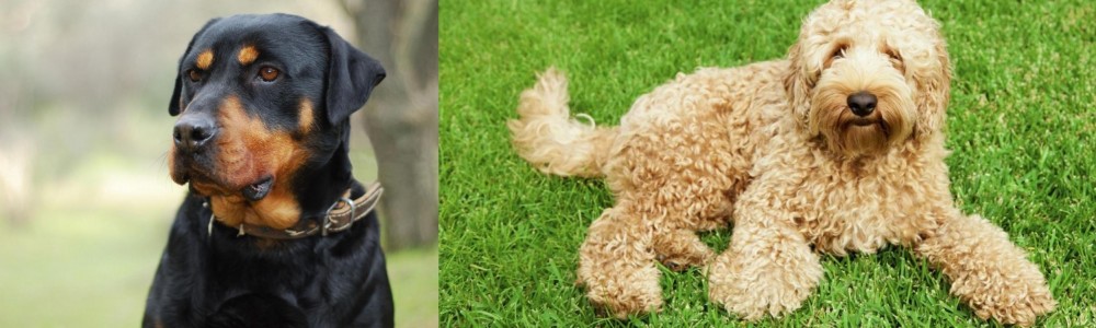 Labradoodle vs Rottweiler - Breed Comparison