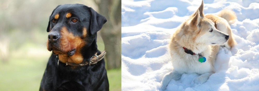 Labrador Husky vs Rottweiler - Breed Comparison