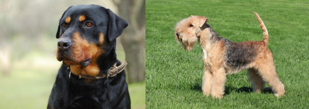 Lakeland Terrier vs Rottweiler - Breed Comparison