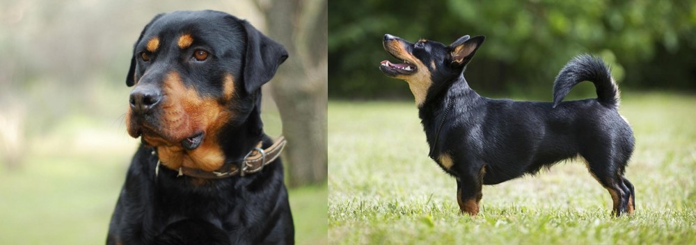 Lancashire Heeler vs Rottweiler - Breed Comparison