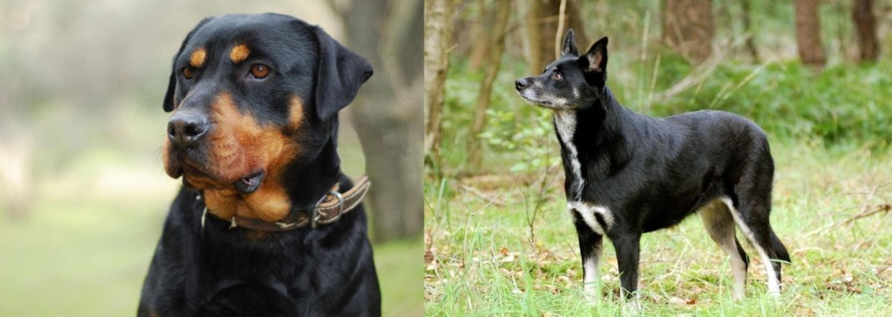 Lapponian Herder vs Rottweiler - Breed Comparison
