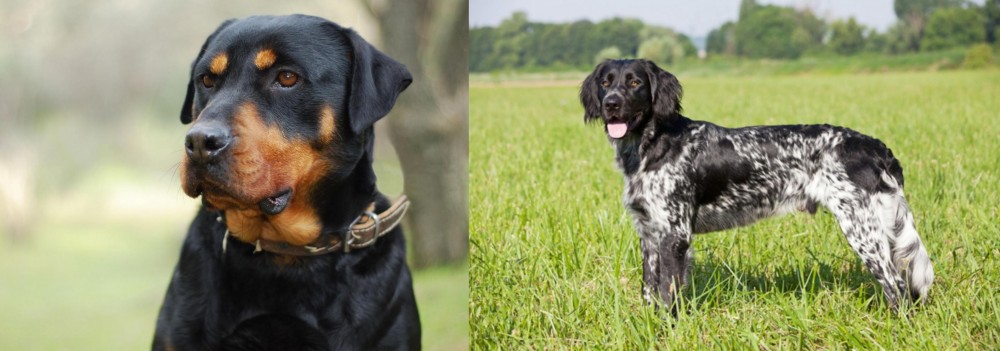 Large Munsterlander vs Rottweiler - Breed Comparison