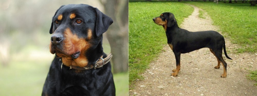Latvian Hound vs Rottweiler - Breed Comparison