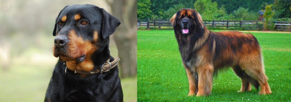 Leonberger vs Rottweiler - Breed Comparison