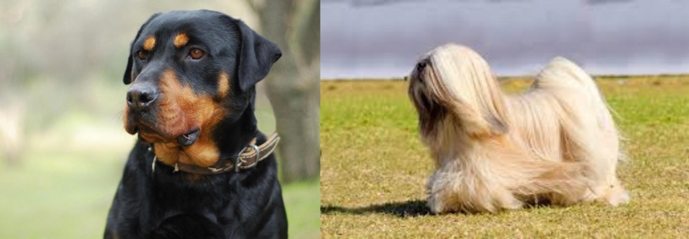 Lhasa Apso vs Rottweiler - Breed Comparison