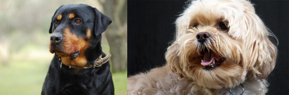 Lhasapoo vs Rottweiler - Breed Comparison