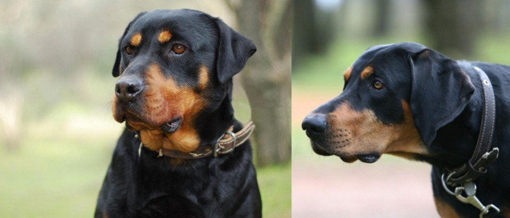 Lithuanian Hound vs Rottweiler - Breed Comparison