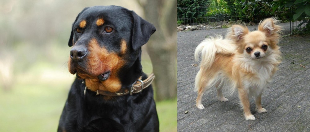 Long Haired Chihuahua vs Rottweiler - Breed Comparison