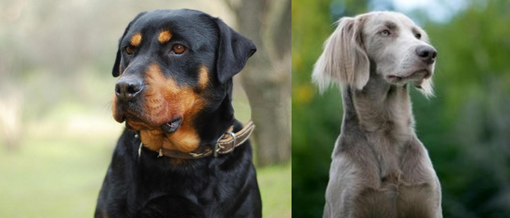 Longhaired Weimaraner vs Rottweiler - Breed Comparison