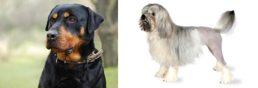 Lowchen vs Rottweiler - Breed Comparison
