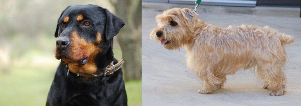 Lucas Terrier vs Rottweiler - Breed Comparison