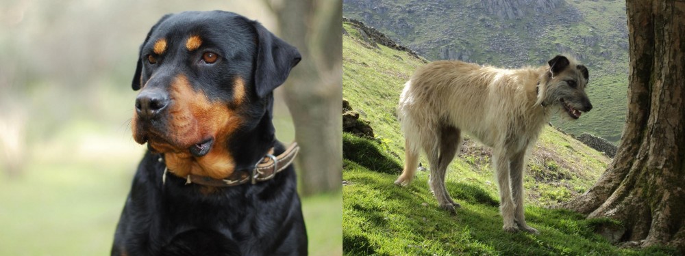 Lurcher vs Rottweiler - Breed Comparison