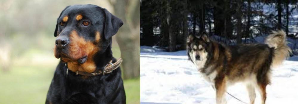 Mackenzie River Husky vs Rottweiler - Breed Comparison