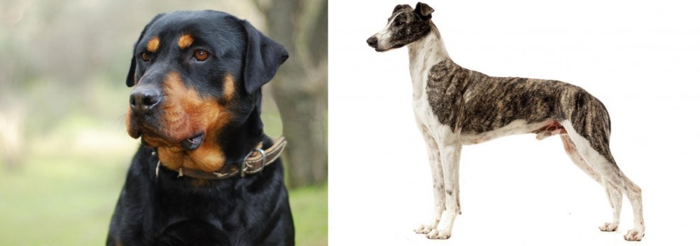 Magyar Agar vs Rottweiler - Breed Comparison