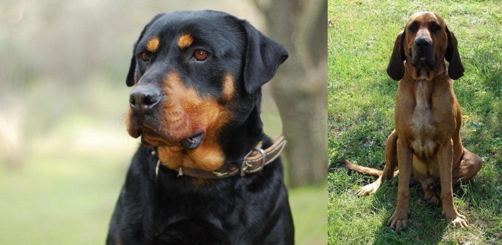Majestic Tree Hound vs Rottweiler - Breed Comparison