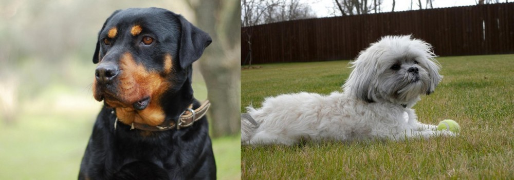 Mal-Shi vs Rottweiler - Breed Comparison