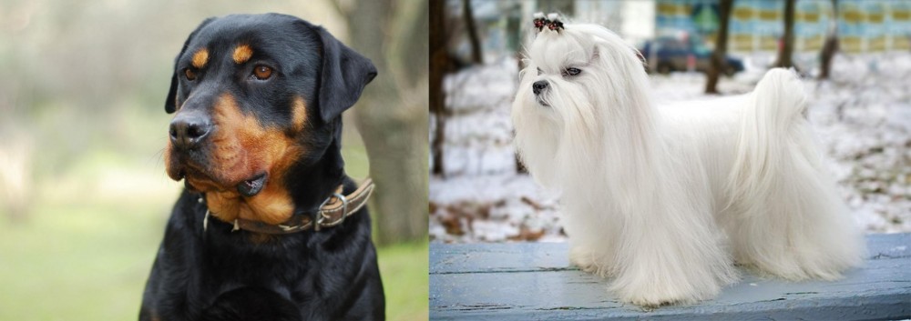 Maltese vs Rottweiler - Breed Comparison