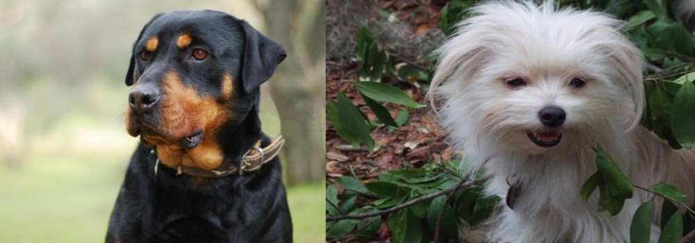 Malti-Pom vs Rottweiler - Breed Comparison