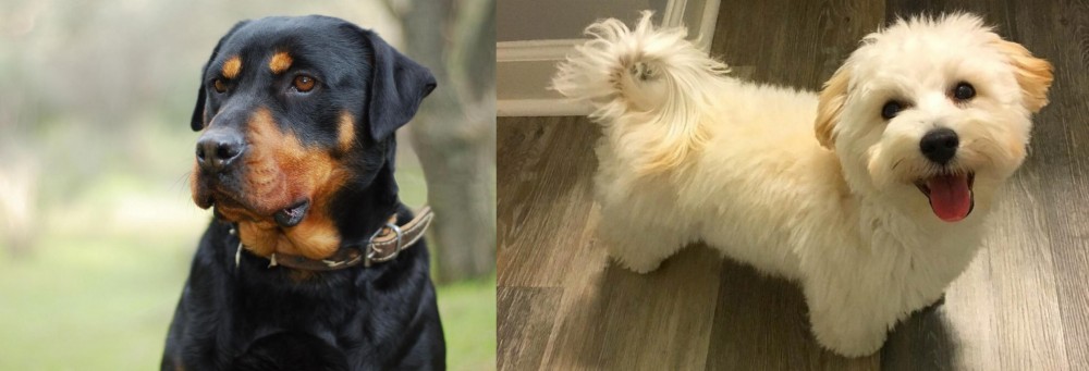 Maltipoo vs Rottweiler - Breed Comparison