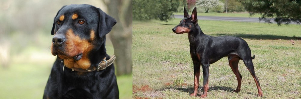 Manchester Terrier vs Rottweiler - Breed Comparison