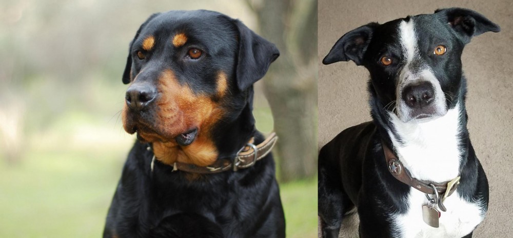 McNab vs Rottweiler - Breed Comparison