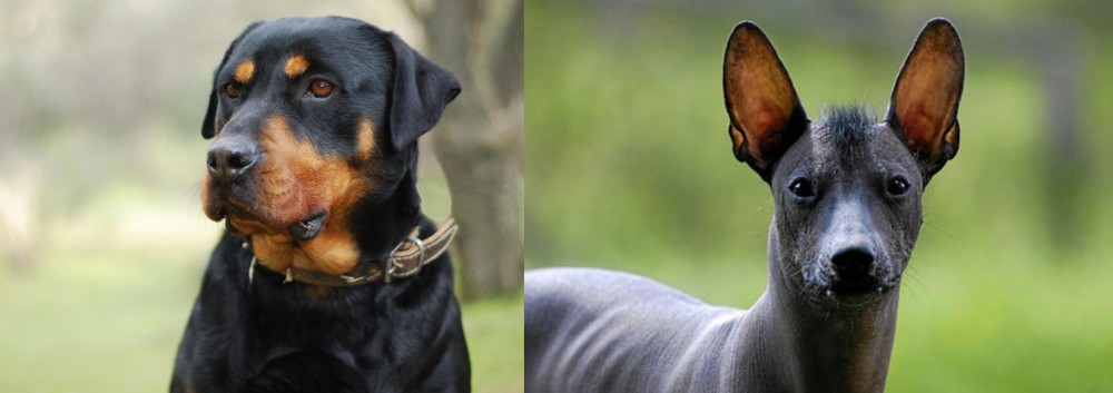 Mexican Hairless vs Rottweiler - Breed Comparison