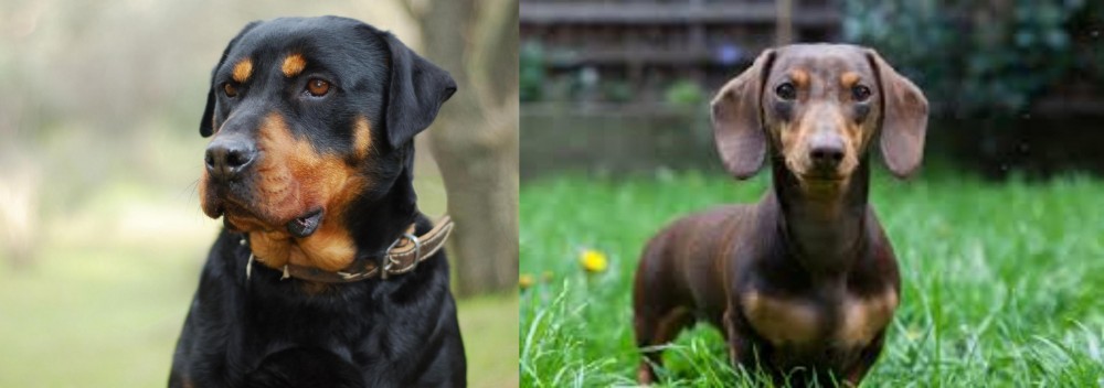 Miniature Dachshund vs Rottweiler - Breed Comparison