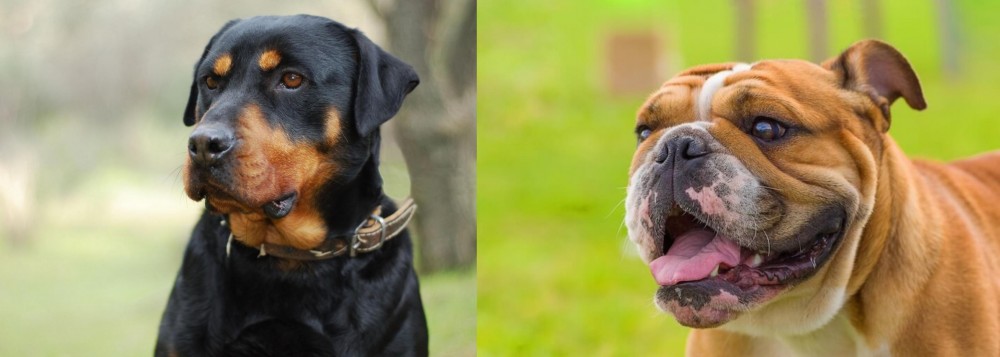 Miniature English Bulldog vs Rottweiler - Breed Comparison