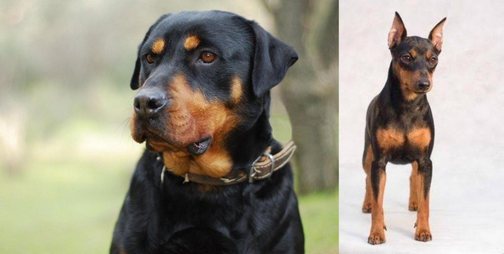 Miniature Pinscher vs Rottweiler - Breed Comparison