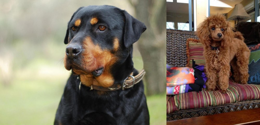 Miniature Poodle vs Rottweiler - Breed Comparison