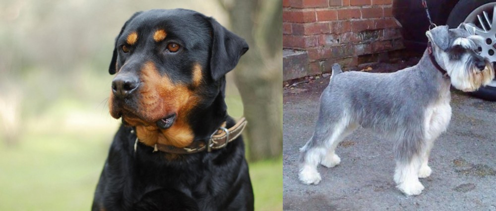 Miniature Schnauzer vs Rottweiler - Breed Comparison