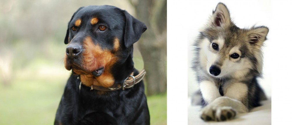 Miniature Siberian Husky vs Rottweiler - Breed Comparison