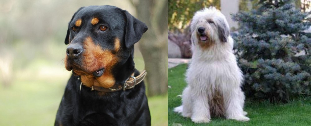 Mioritic Sheepdog vs Rottweiler - Breed Comparison